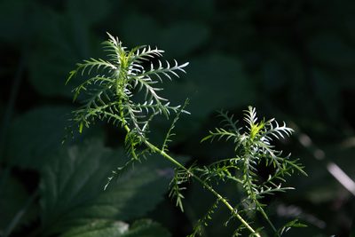 Achillea impatiens, photographed by Нурхайдарова Татьяна