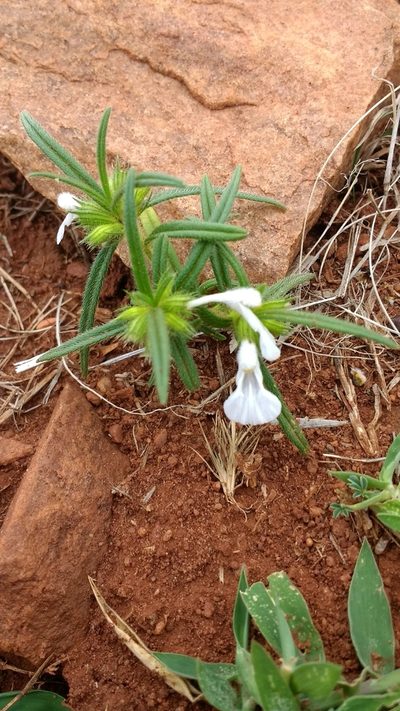 Leucas stricta, photographed by S.MORE