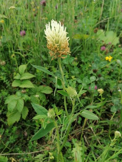 Trifolium pannonicum, photographed by Branislav Tej