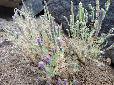 Pogostemon deccanensis, photographed by S.MORE