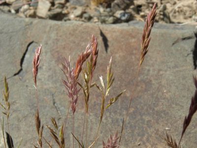 Schismus arabicus, photographed by Jim Morefield