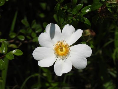 Rosa bracteata, photographed by Vicki Miller