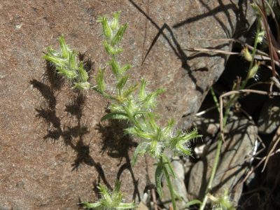 Cryptantha nevadensis, photographed by Jim Morefield
