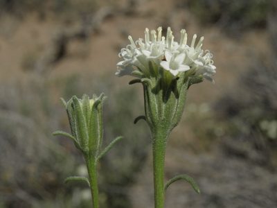 Chaenactis xantiana, photographed by Jim Morefield