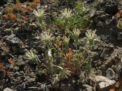 Chaenactis macrantha, photographed by Jim Morefield