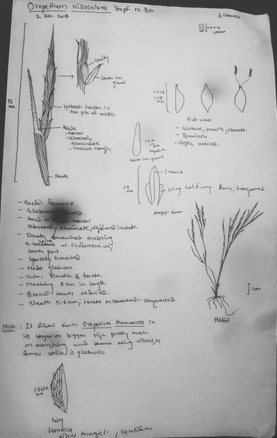 Oropetium villosulum, photographed by S.MORE
