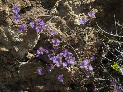 Phacelia vallis-mortae, photographed by Jim Morefield