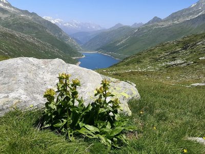 Gentiana punctata, photographed by Norrland