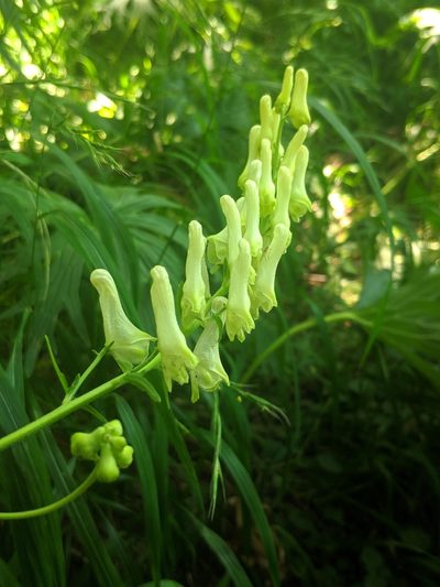 Aconitum lamarckii, photographed by Denys Vynokurov
