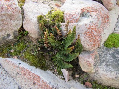 Asplenium cordatum, photographed by douglaseustonbrown