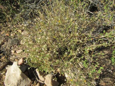 Pegolettia retrofracta, photographed by douglaseustonbrown