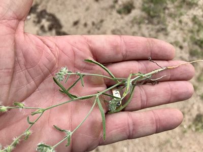 Cryptantha decipiens, photographed by CK2AZ