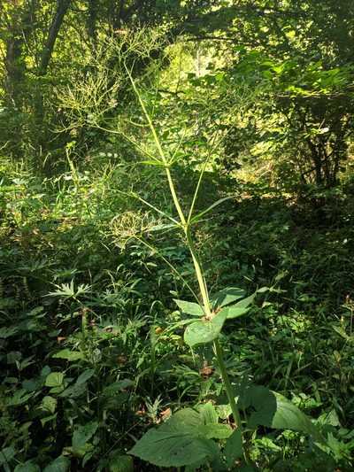 Valeriana pyrenaica, photographed by Denys Vynokurov