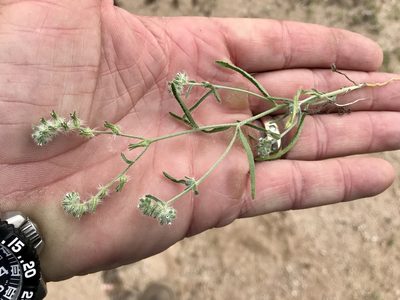 Cryptantha decipiens, photographed by CK2AZ