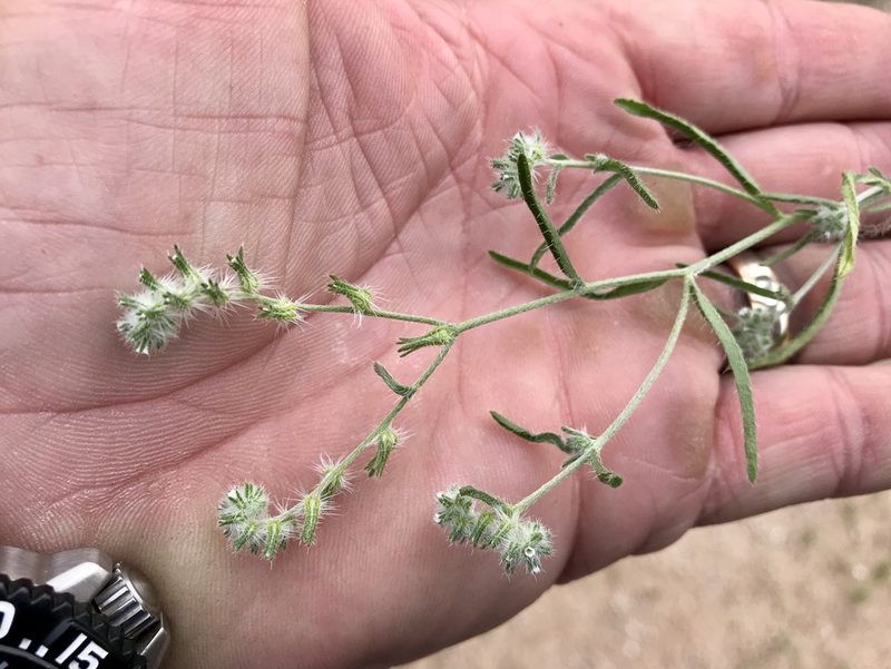 Cryptantha decipiens, photographed by CK2AZ