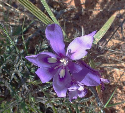 Babiana sambucina, photographed by Di Turner