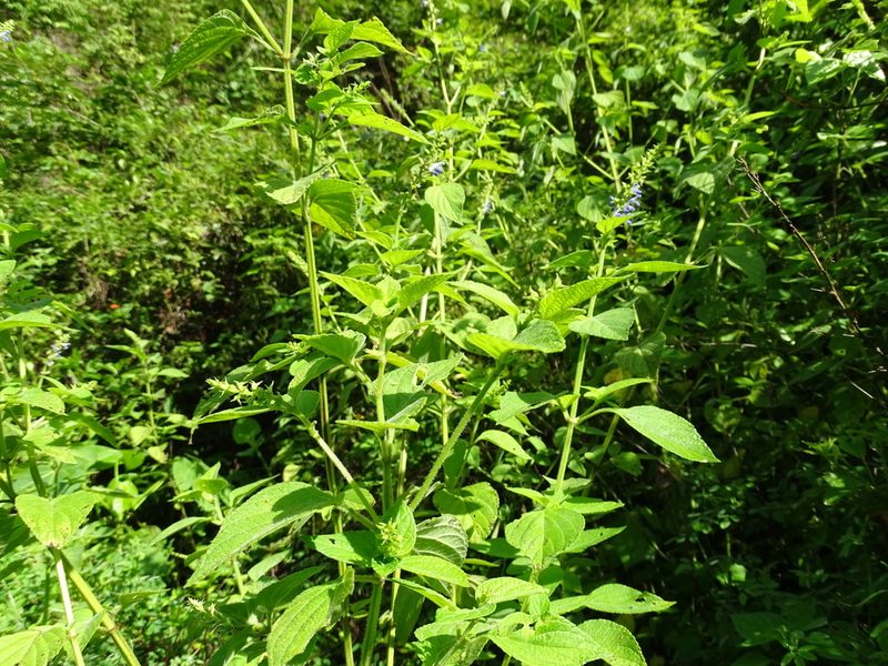 Salvia xalapensis, photographed by Alexis López Hernández