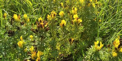 Chamaecytisus austriacus, photographed by Oleksii Vasyliuk