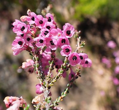 Erica melanthera, photographed by Di Turner
