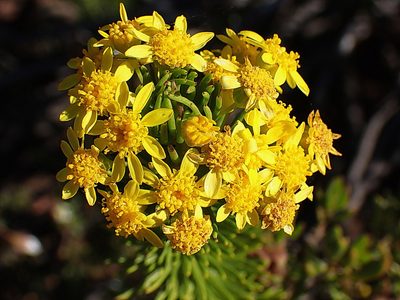 Euryops rehmannii, photographed by Di Turner