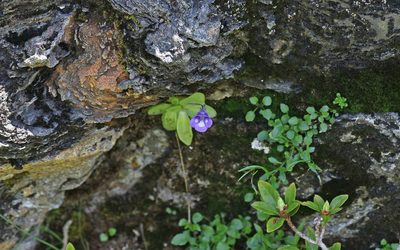 Pinguicula leptoceras, photographed by Christoph Moning