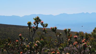 Leucospermum pluridens, photographed by Di Turner