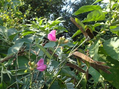 Tephrosia shiluwanensis, photographed by Mahomed Desai