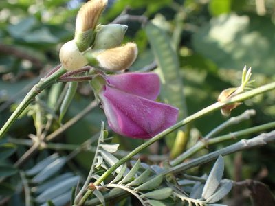 Tephrosia shiluwanensis, photographed by Mahomed Desai