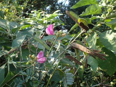 Tephrosia shiluwanensis, photographed by Mahomed Desai