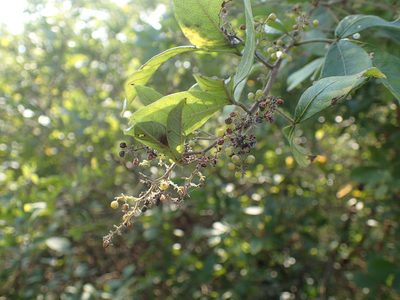 Searsia pyroides, photographed by Mahomed Desai