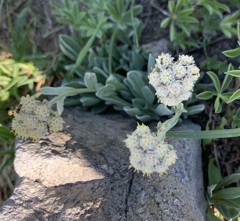 Antennaria lanata, photographed by Ashwin Srinivasan