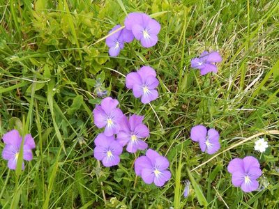 Viola ferrarinii, photographed by Luca Fornasari
