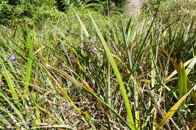 Dianella tasmanica, photographed by Lek Khauv
