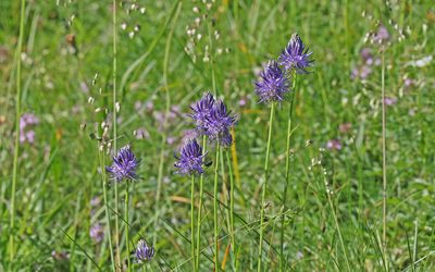 Phyteuma betonicifolium, photographed by Christoph Moning