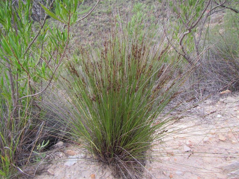 Schoenus submarginalis, photographed by douglaseustonbrown