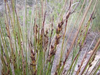 Schoenus submarginalis, photographed by douglaseustonbrown