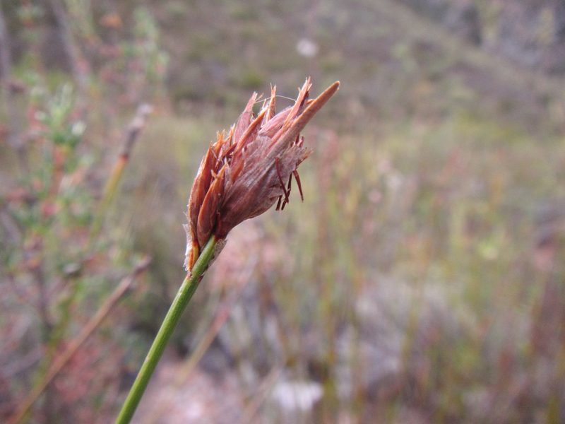 Schoenus megacarpus, photographed by douglaseustonbrown