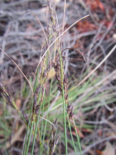 Schoenus submarginalis, photographed by douglaseustonbrown