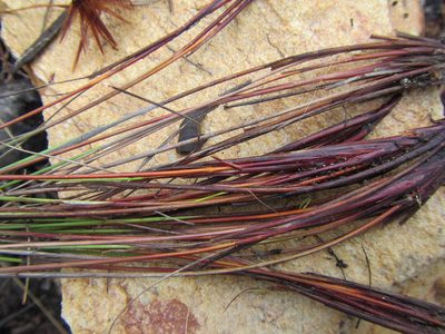 Schoenus submarginalis, photographed by douglaseustonbrown