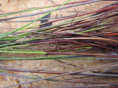 Schoenus submarginalis, photographed by douglaseustonbrown