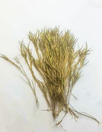 Oropetium villosulum, photographed by S.MORE