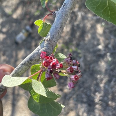 Jatropha cinerea, photographed by Bill Levine