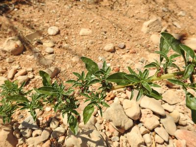 Amaranthus blitoides, photographed by Duarte Frade