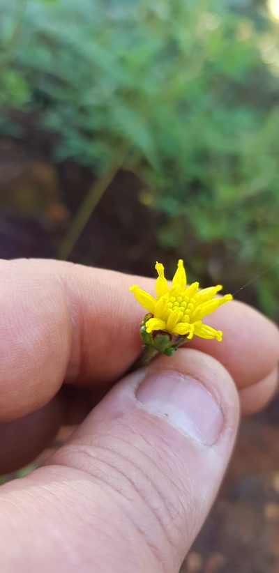 Tridax brachylepis, photographed by Eugenio Padilla