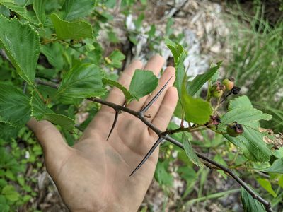 Crataegus macracantha, photographed by Zac Peterson