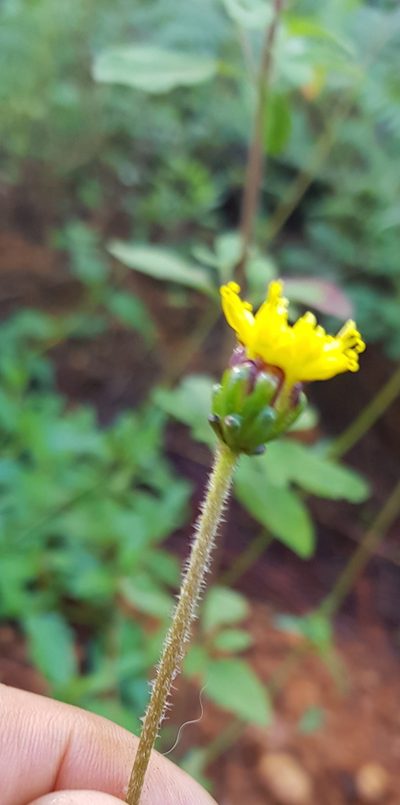 Tridax brachylepis, photographed by Eugenio Padilla