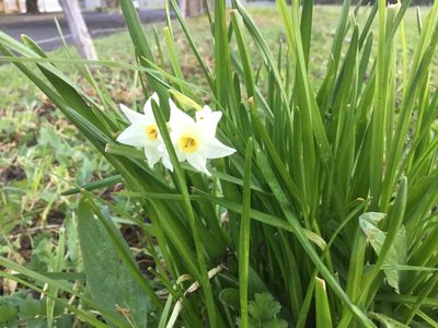 Narcissus papyraceus, photographed by Tony Rebelo