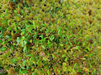 Vaccinium microcarpum, photographed by Syd Cannings