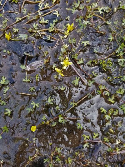 Ranunculus hyperboreus, photographed by Syd Cannings