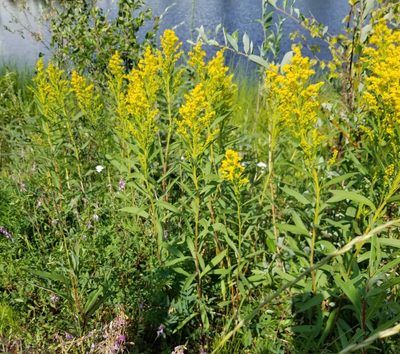Solidago lepida, photographed by Syd Cannings